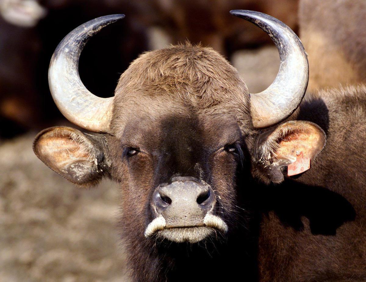 Photos 105 shots of Omaha’s Henry Doorly zoo animals through the years