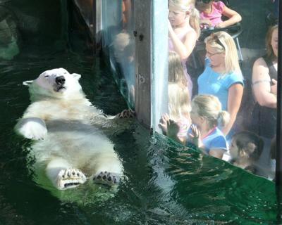 The Omaha Zoo S Lone Polar Bear Is Moving To Kansas City Freeing