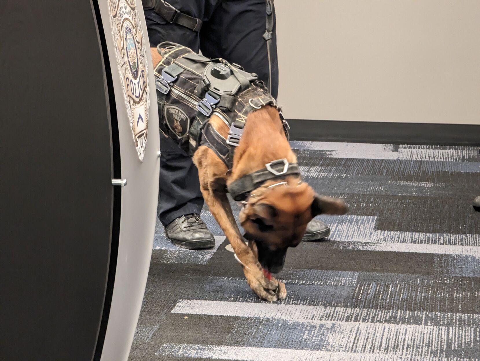 Council Bluffs Police K9s demonstrate drug detection and suspect