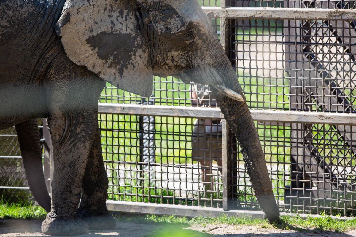 20200608_new_zoo_ar12