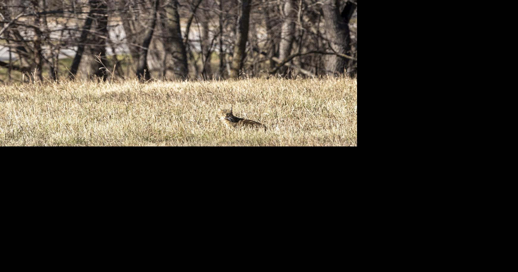 Stray cat ordinance stalled as council seeks changes in Council Bluffs