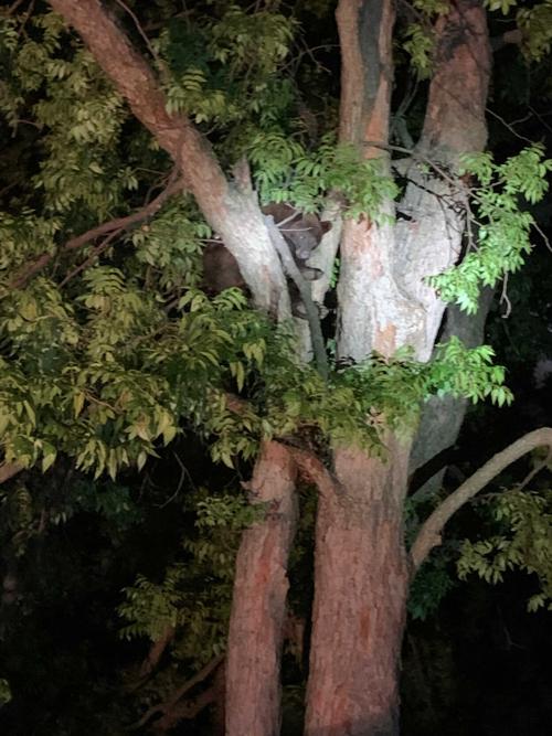 Bear in tree