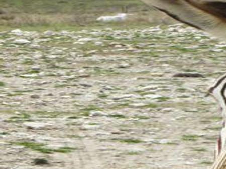 Travel trip gets wild at Turpentine Creek Wildlife Refuge and ...