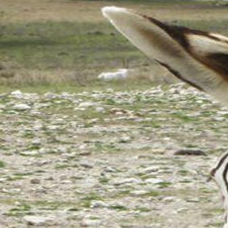 Travel trip gets wild at Turpentine Creek Wildlife Refuge and ...