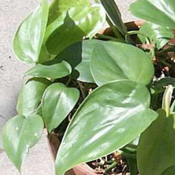 Mache: This green can help beat winter gardening blues, Home And Garden