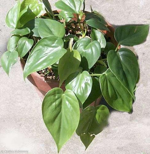 GARDEN COLUMN: Houseplants  a remedy for winter blues | Community |  normantranscript.com