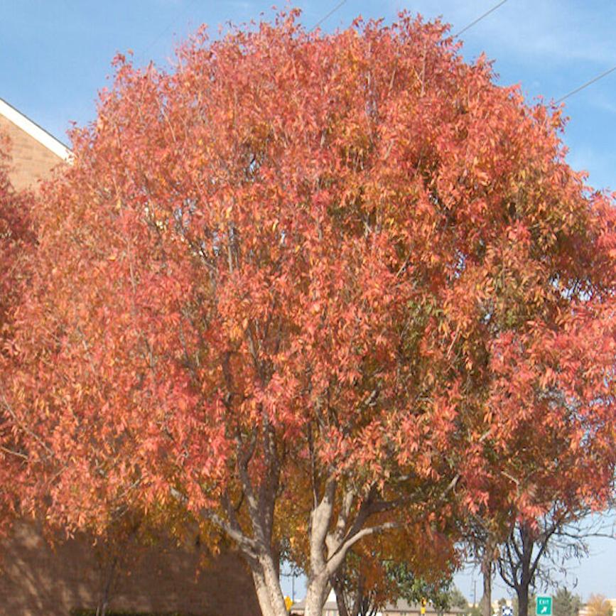 Many trees provide Oklahoma fall color