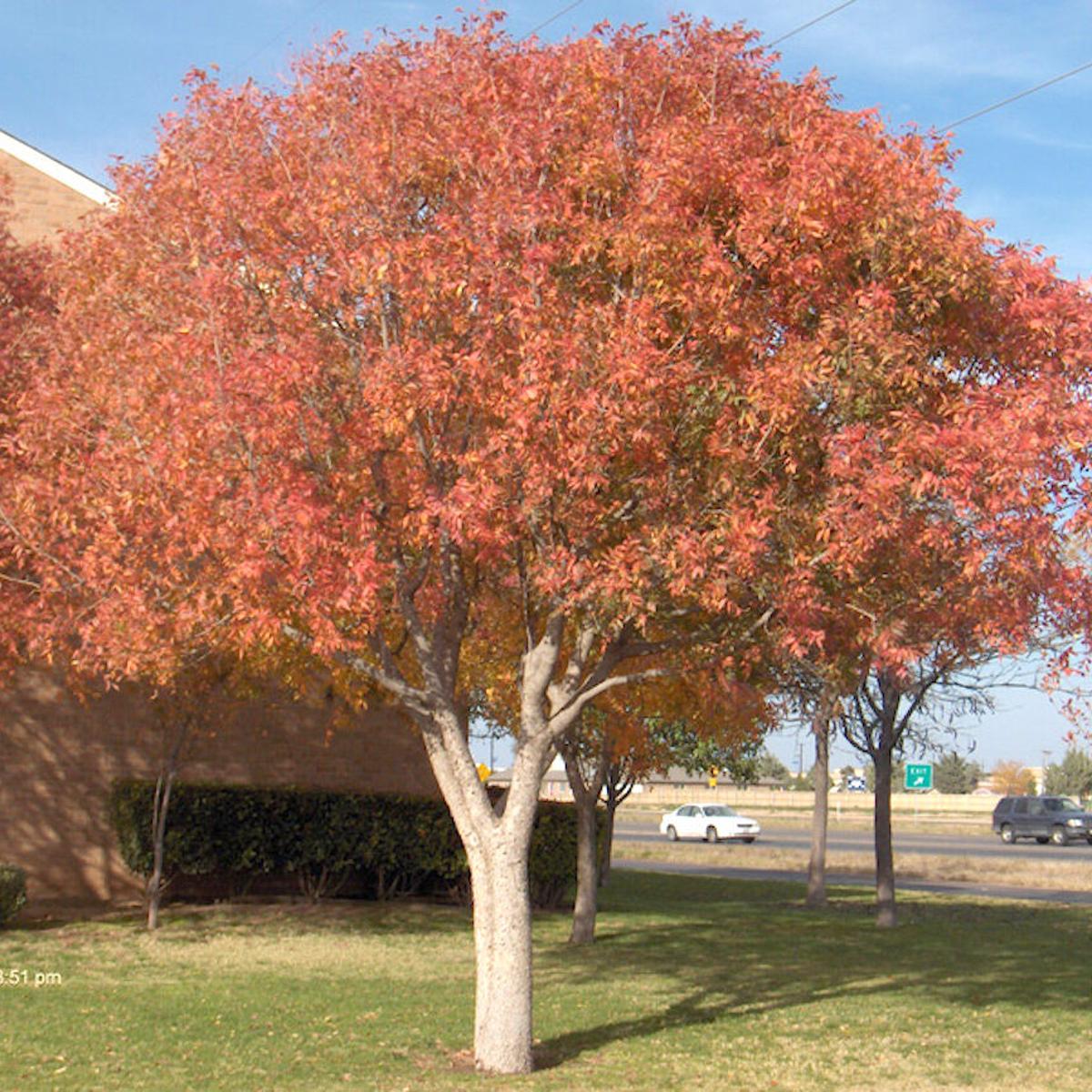 Many Trees Provide Oklahoma Fall Color Community Normantranscript Com Many Trees Provide Oklahoma Fall Color Community Normantranscript Com