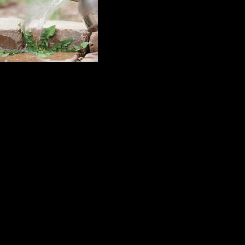 GARDEN COLUMN: Get rid of weeds without pulling them