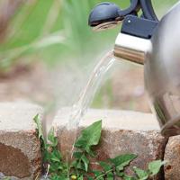 GARDEN COLUMN: Get rid of weeds without pulling them