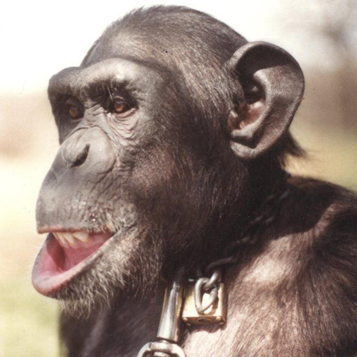teaching sign language to chimpanzees