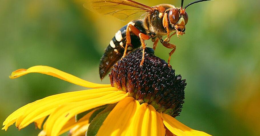 GARDEN GOLUMN: Huge cicada killers are actually beneficial