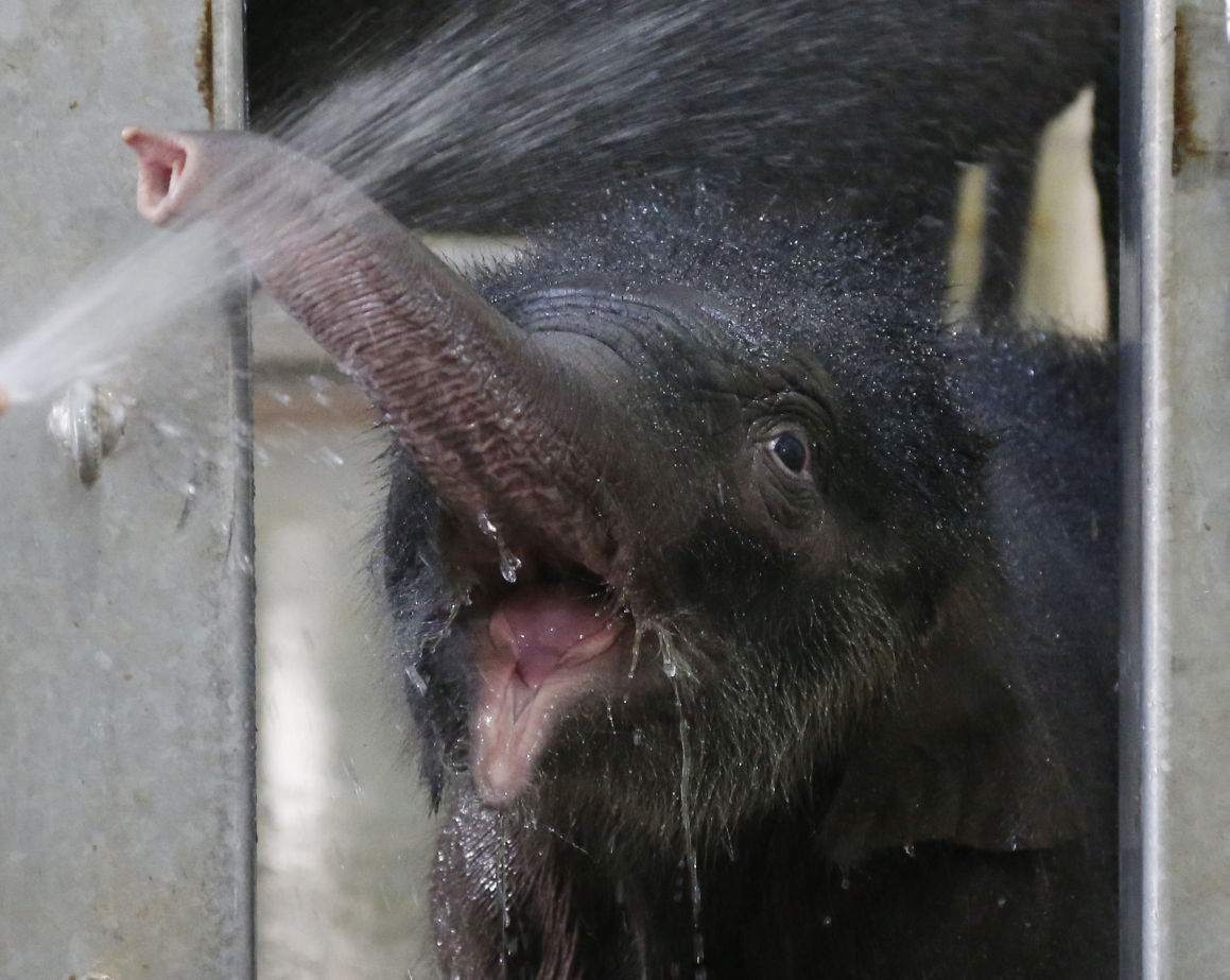 Baby elephant named
