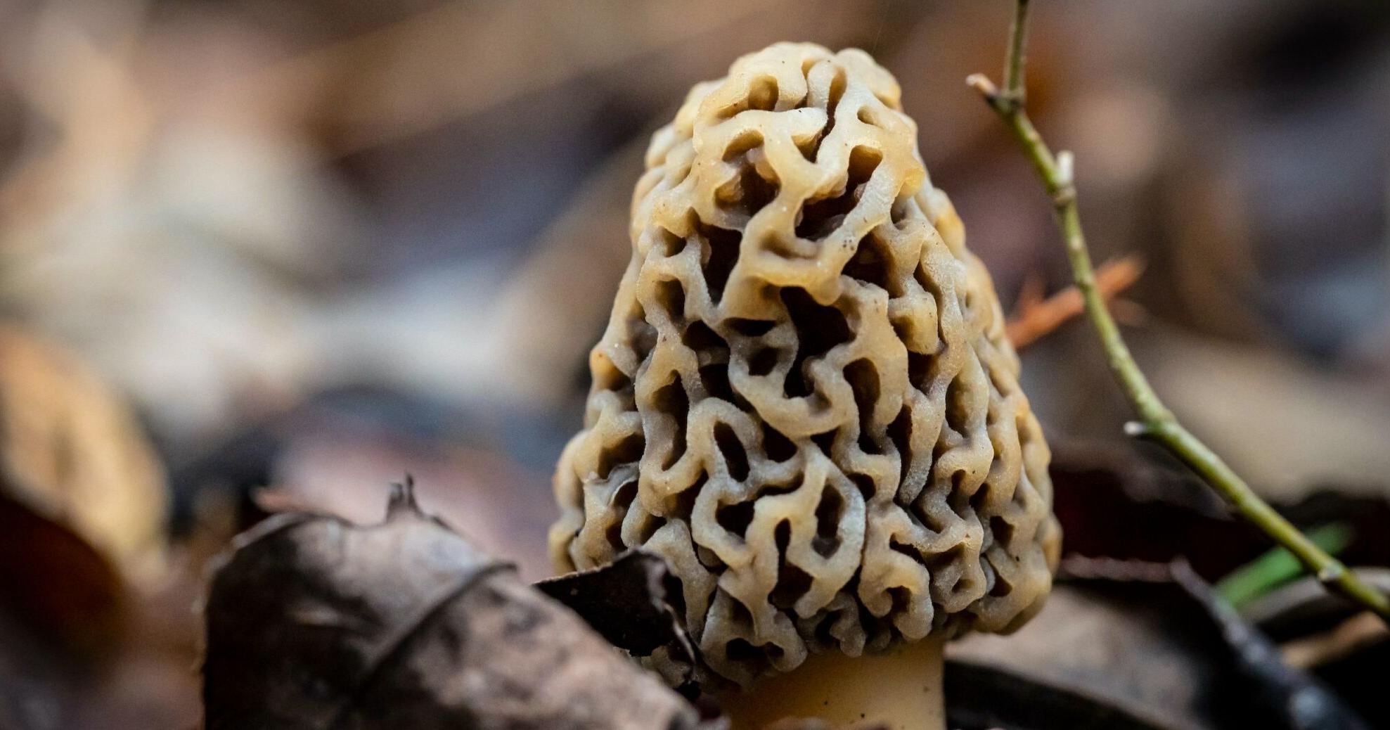Spring ushers in morel mushroom hunting - Vimarsana News