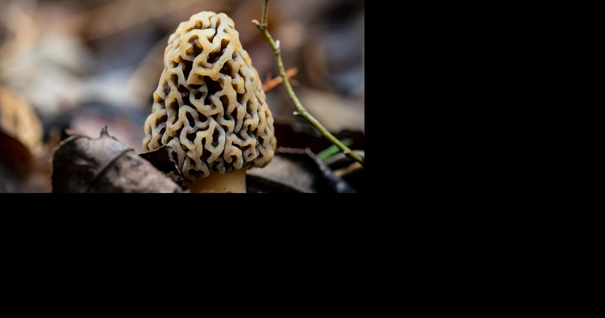 Spring ushers in morel mushroom hunting | News | normantranscript.com