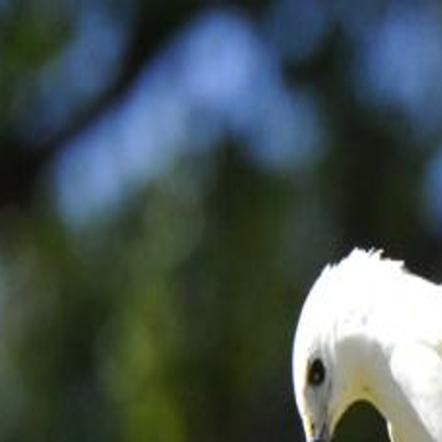 City S Legendary White Red Tailed Hawk Soars No More Local News Normantranscript Com