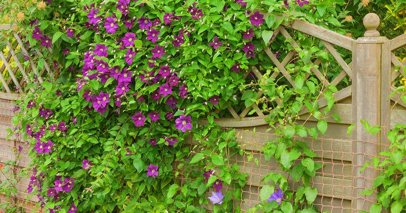Max Column With Plants GARDEN COLUMN: Plants to place for privacy and beauty | Community ...