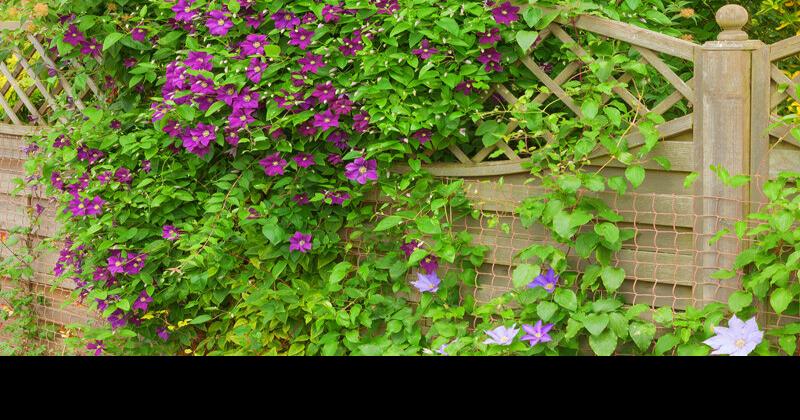 Gardening: Plants to place for privacy and beauty | Community