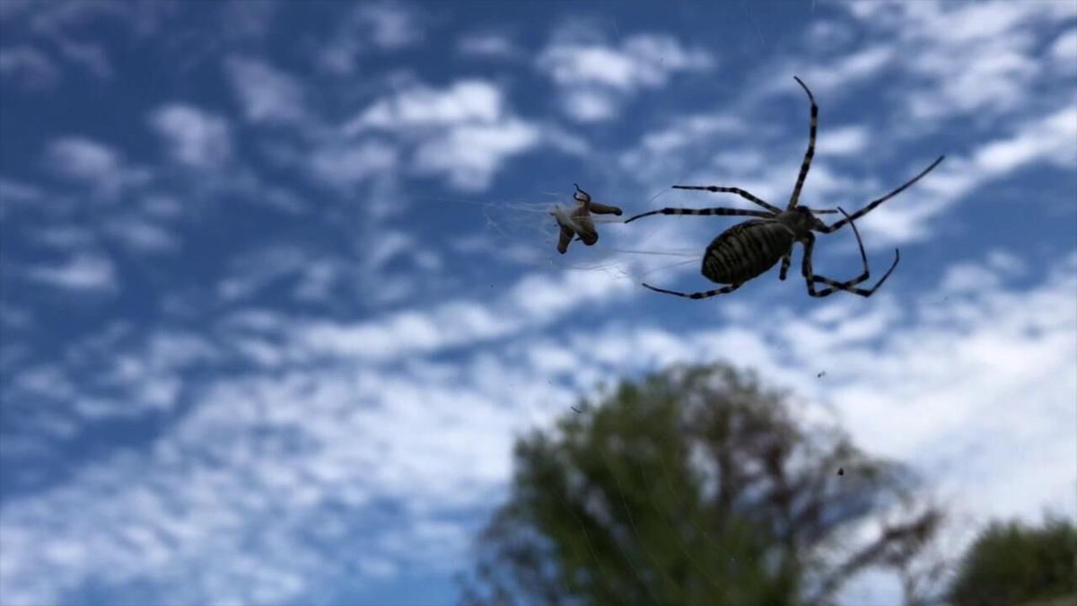 Spider Region Normantranscript Com