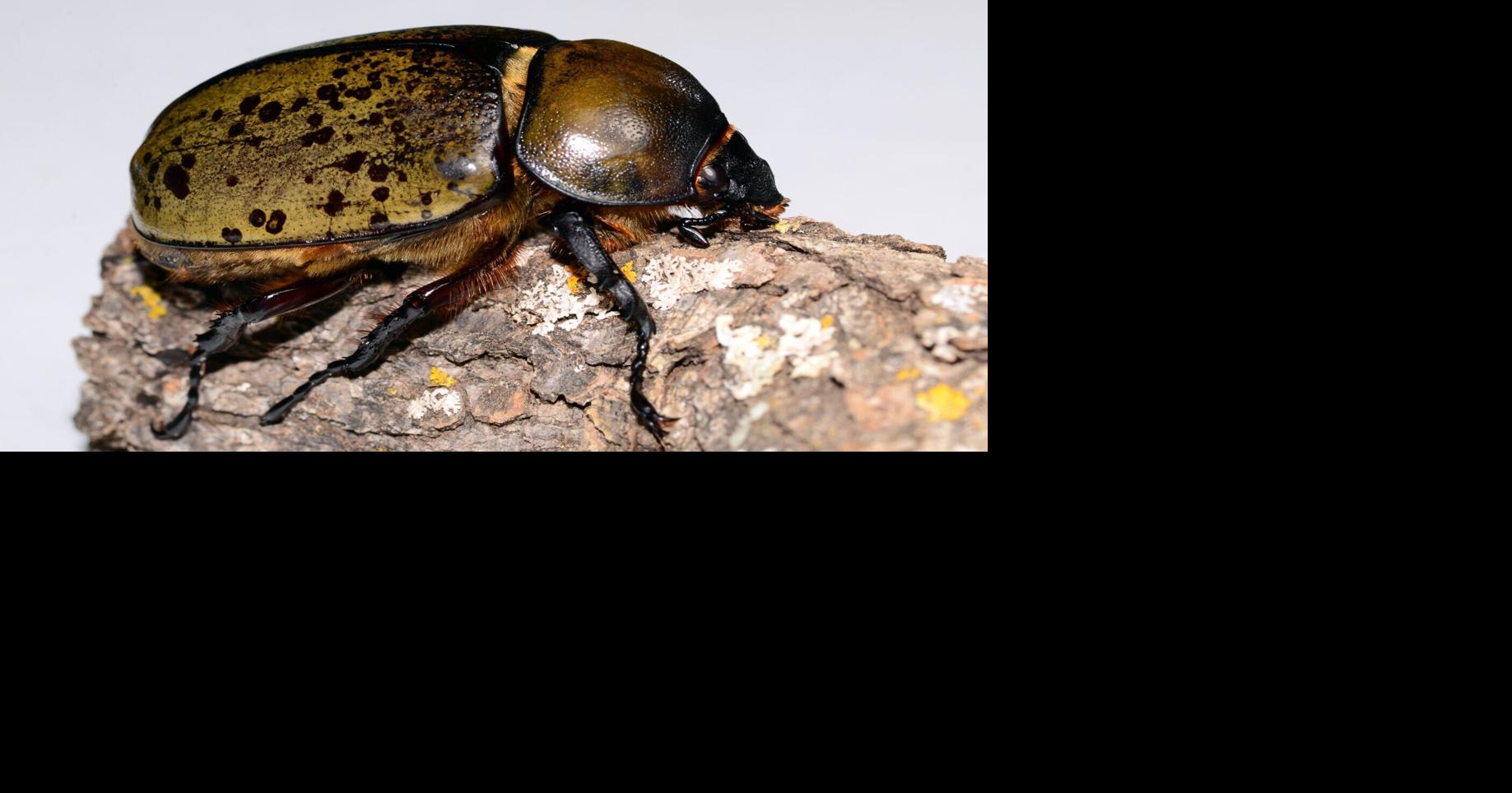 Randy's Natural World: The eastern Hercules beetle