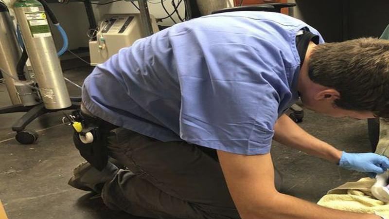 Vet