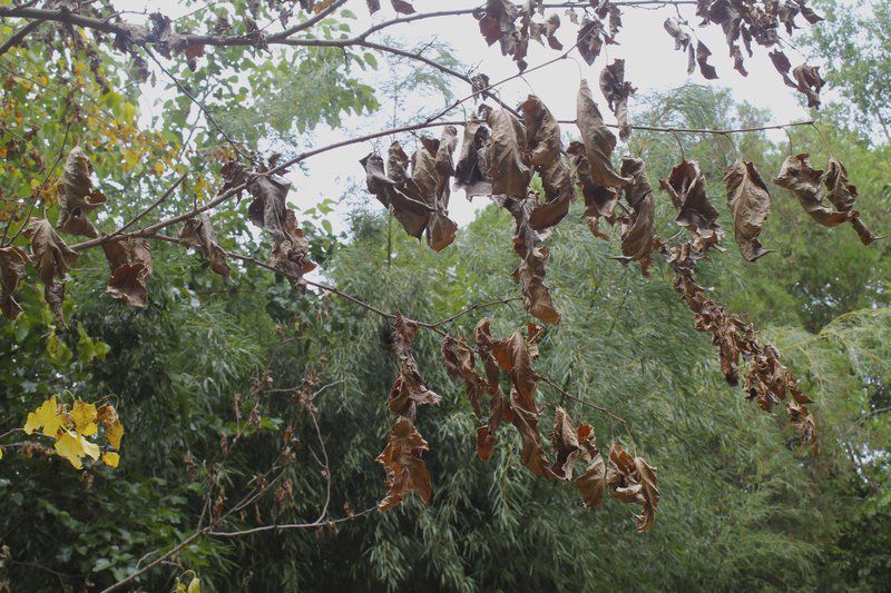 Chemical Treatments Killing Trees Oklahoma Normantranscript Chemical Treatments Killing Trees