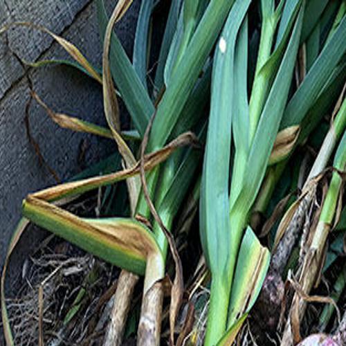 Master Gardeners: It's time to plant your garlic, Explore Yakima