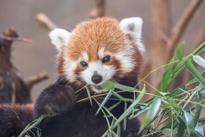 OKC Zoo to host Red Panda Day activities | News ...