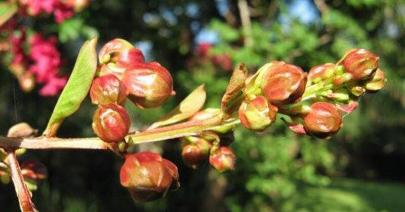 GARDEN COLUMN: Crape myrtles are versatile in the garden