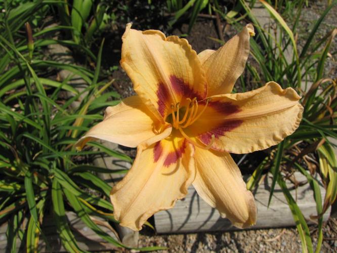 Daylily Colors Available