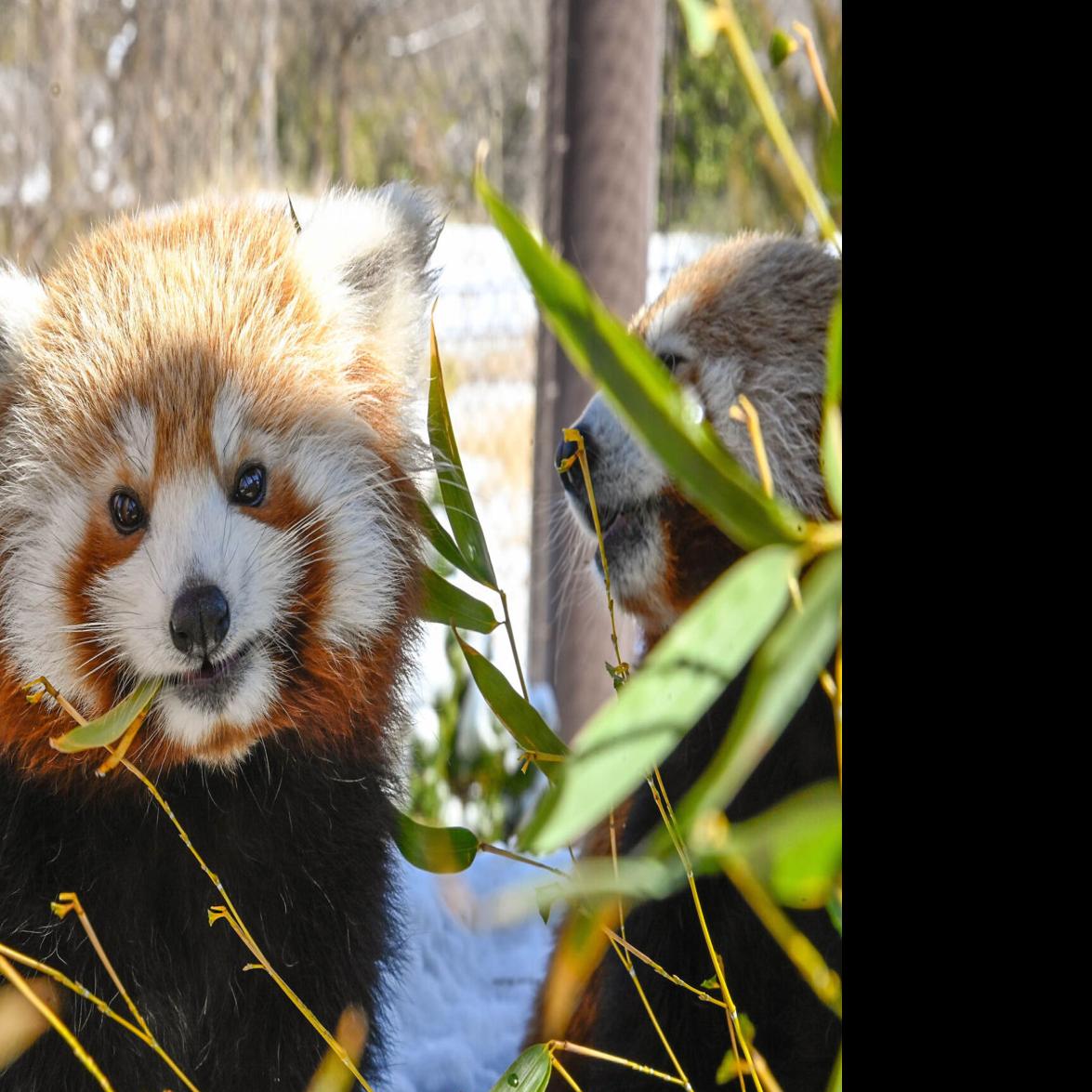 OKC Zoo implements winter hours | News | normantranscript.com