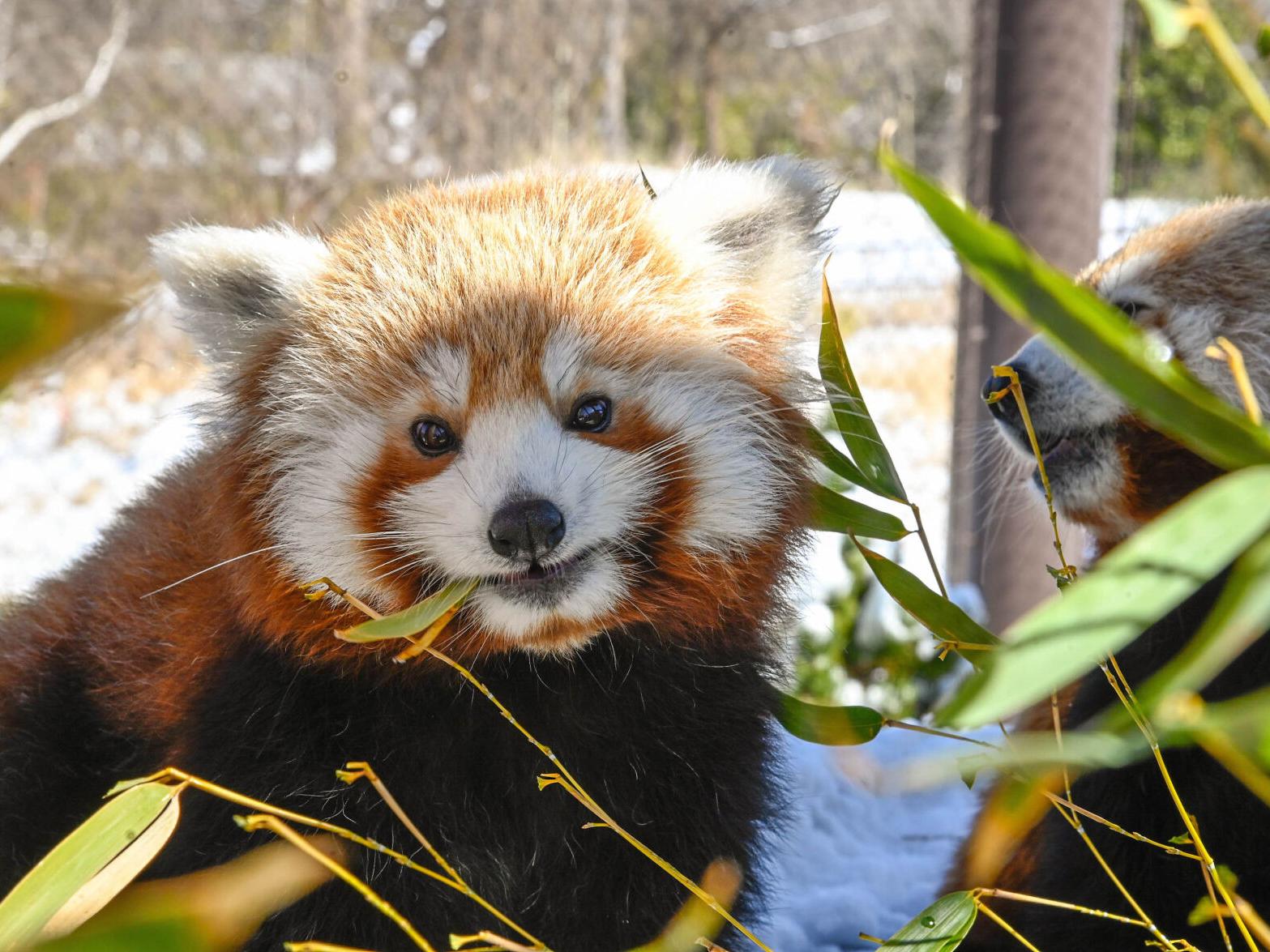 Oklahoma City Zoo Lights