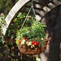 GARDEN COLUMN: You can grow vegetables in containers