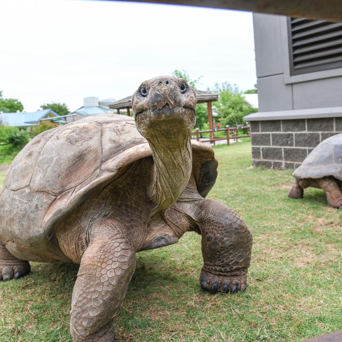 OKC Zoo to host World Turtle Day activities | News ...