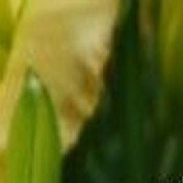 How To Grow Great Daylilies Community Normantranscript Com
