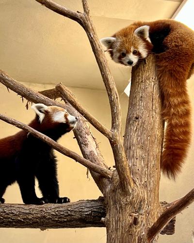 Okc Zoo Welcomes Male Red Panda News Normantranscript Com Okc Zoo Welcomes Male Red Panda News Normantranscript Com