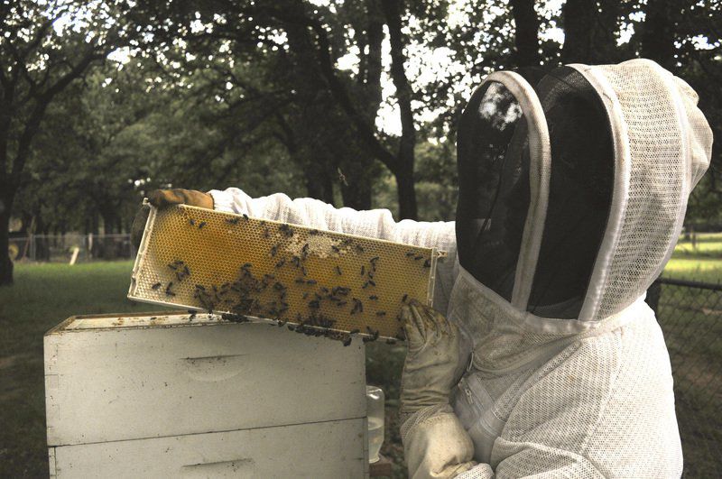 Meet this 7-year-old beekeeper whose passion for her hobby matches