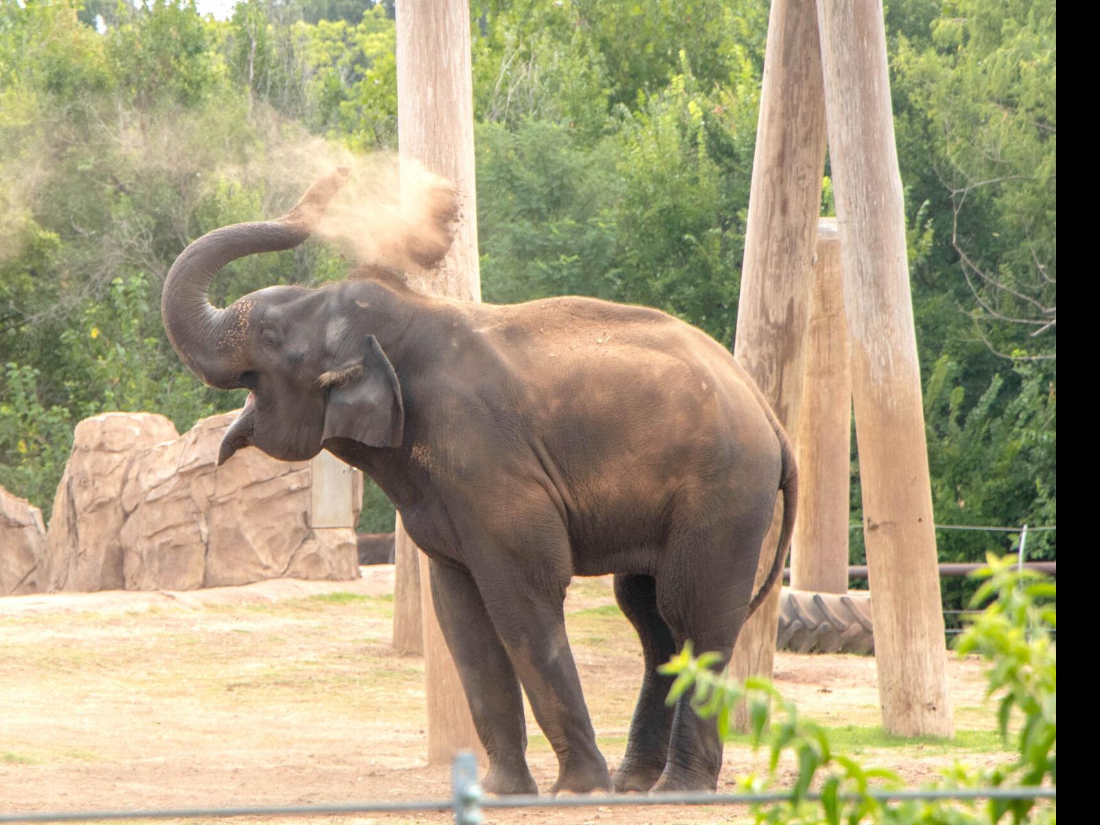 OKC Zoo caretakers help elephant herd take care of baby Rama