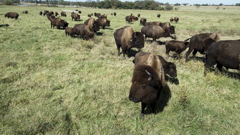 Deaths of Quapaw Nation bison being investigated