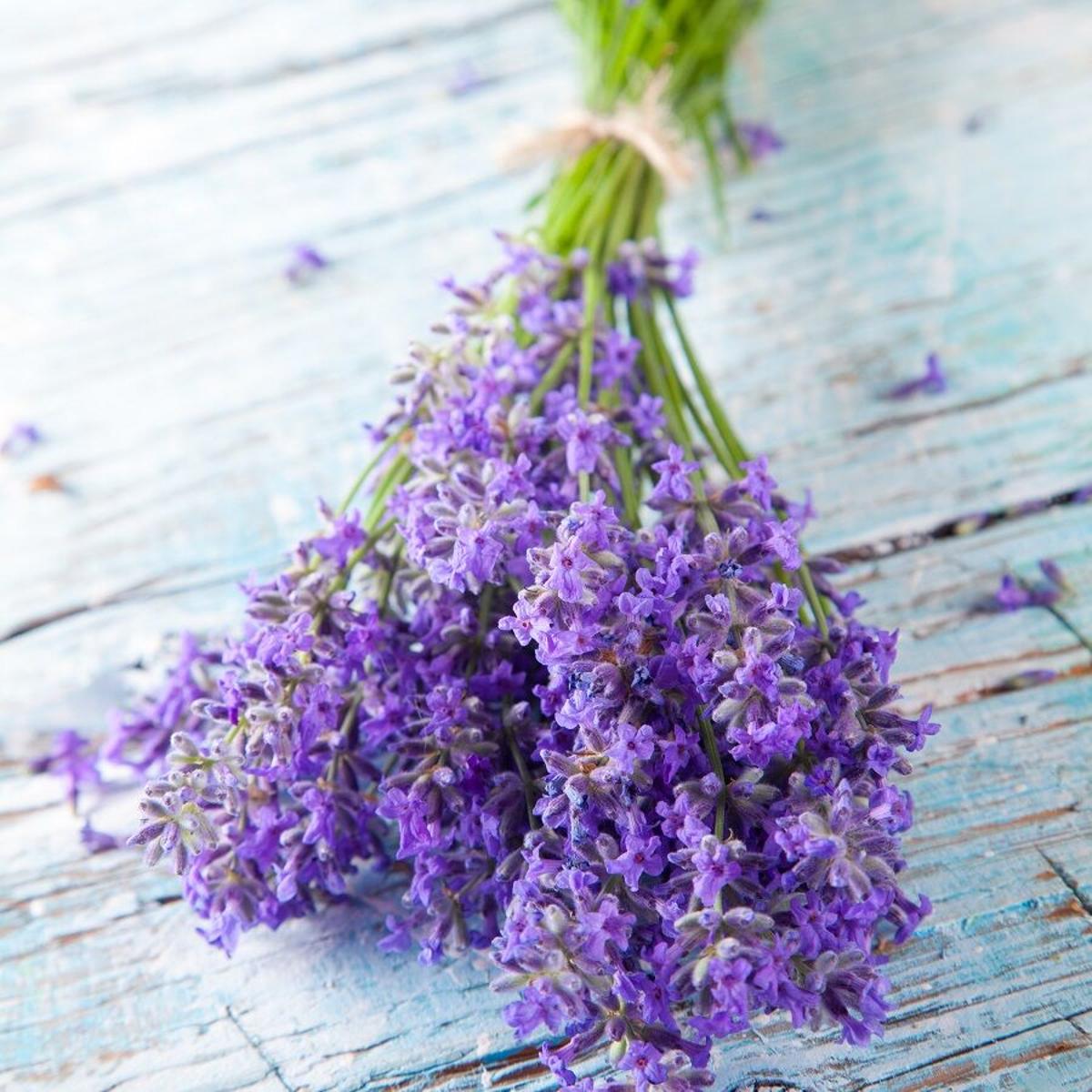 Lavender farms: Wisconsin farmers find uses for aromatic, edible herb