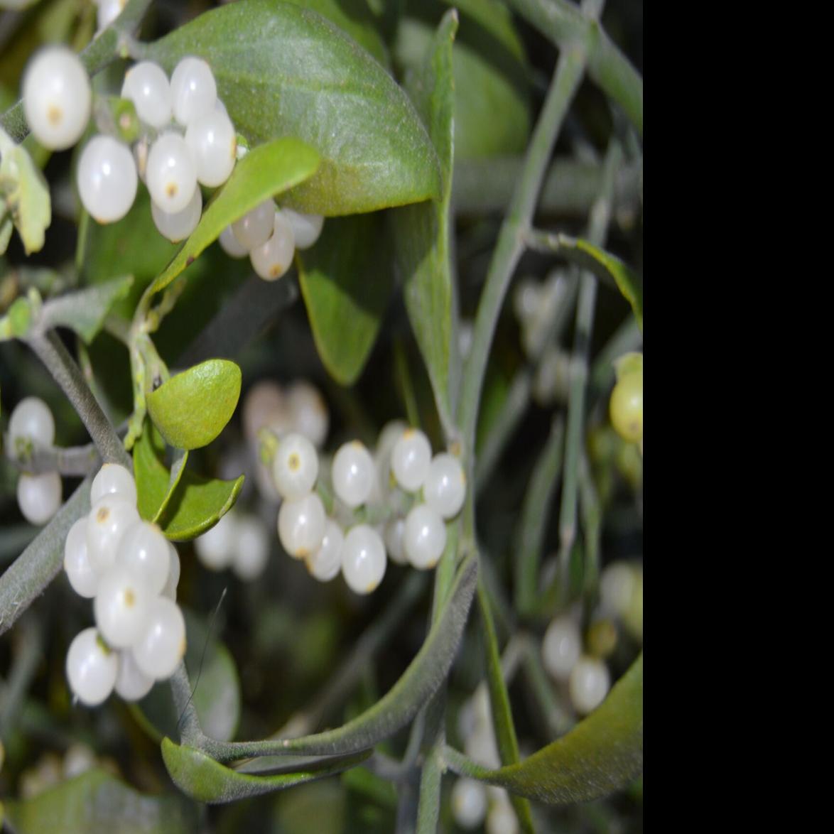A merry berry Christmas: The history of the mistletoe tradition - Discover  Britain