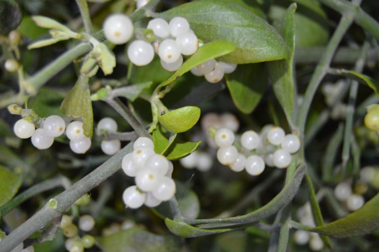 GARDEN COLUMN: The legend of mistletoe