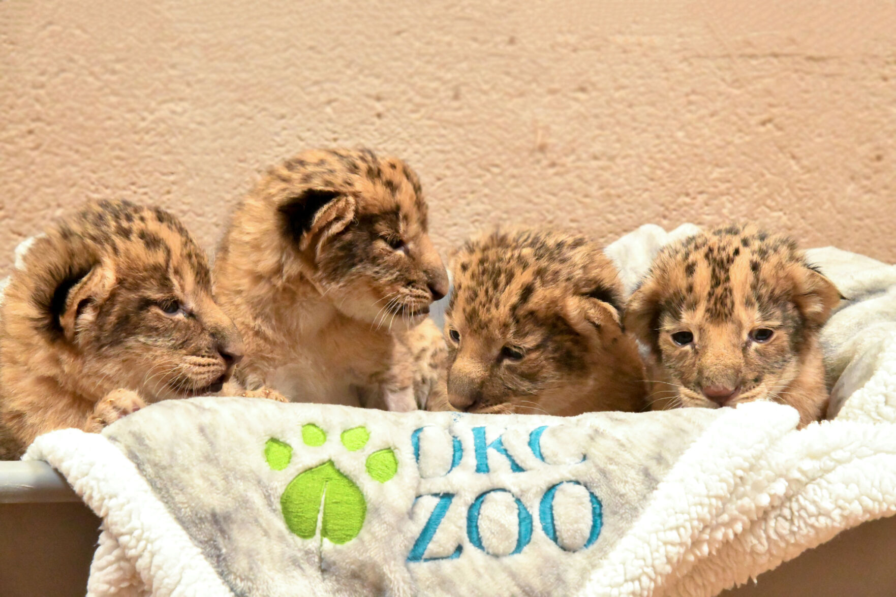 OKC Zoo celebrates birth of four lion cubs | News