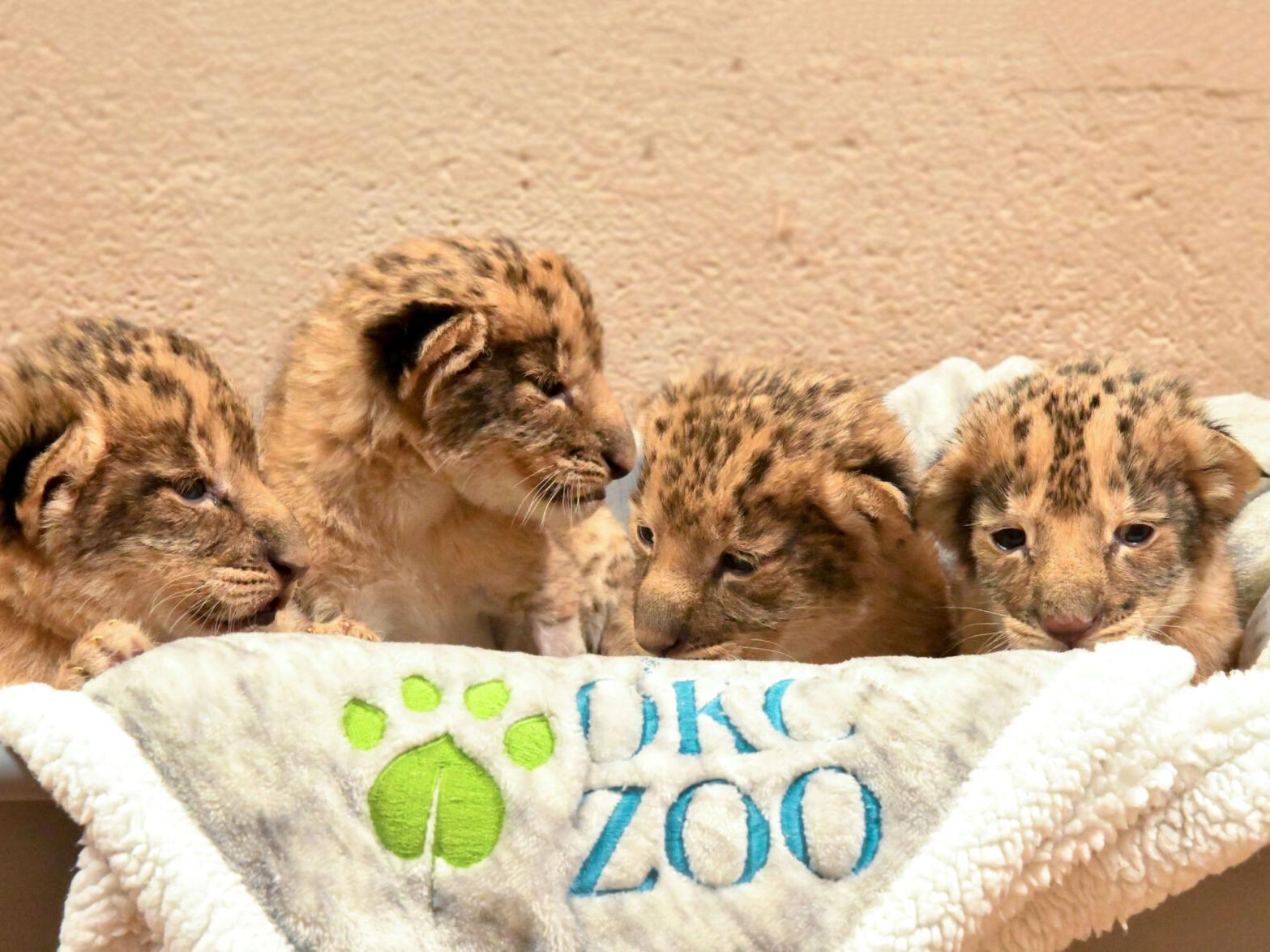 OKC Zoo celebrates birth of four lion cubs | News 