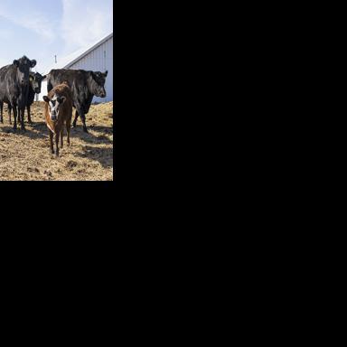 Oklahoma, regional cattle groups say ICE operations are disrupting supply chain