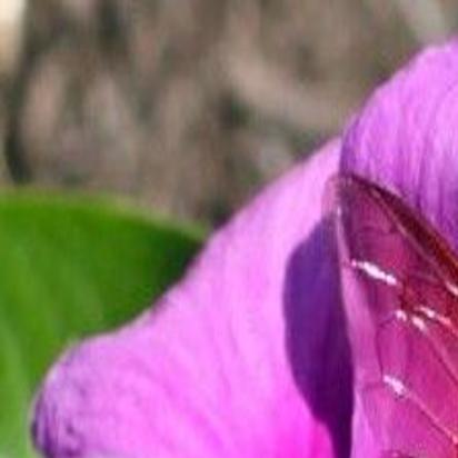 Gardening: Huge cicada killers are beneficial | Community ...