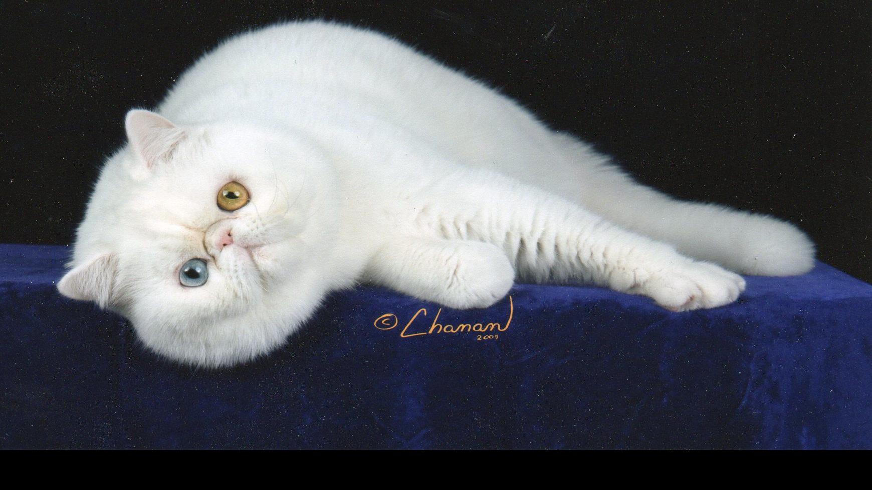 Oklahoma City Cat Club Presents Allbreed Cat Show News