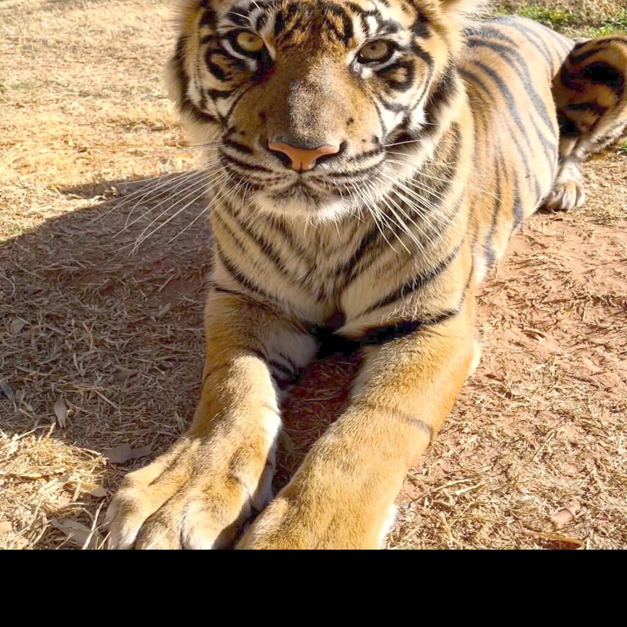 OKC Zoo celebrates birth of Sumatran tiger twins | Community ...