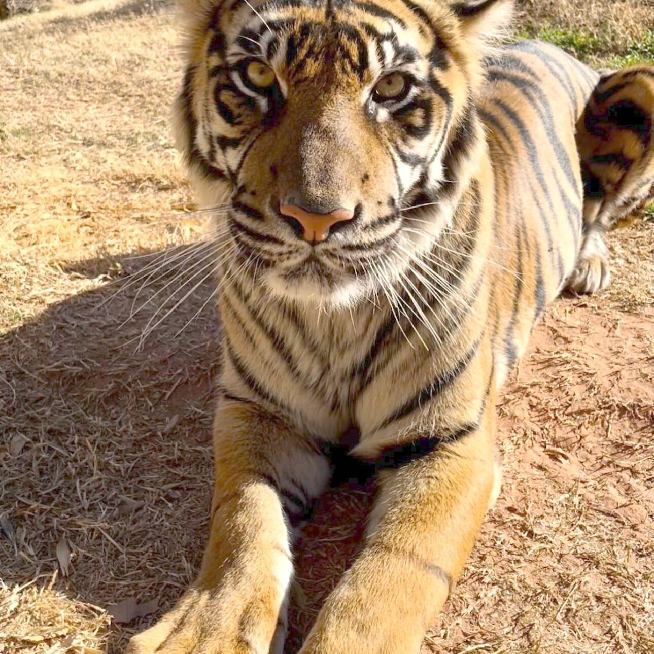 OKC Zoo celebrates birth of Sumatran tiger twins | Community ...