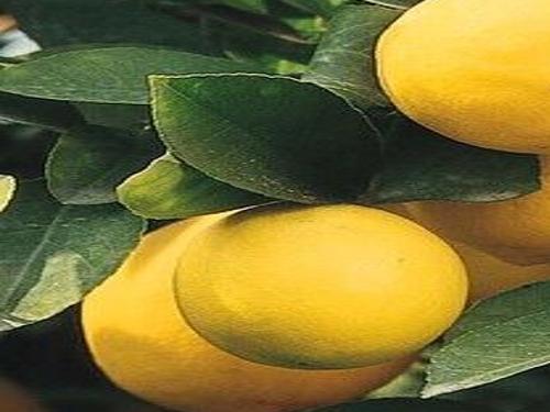 Gardening: How to grow a lemon tree | Community ...
